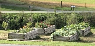 photo of raised garden beds